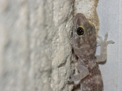 Hemidactylus turcicus