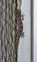 Hemidactylus turcicus
