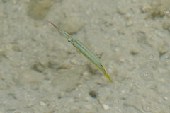 Zenarchopterus dispar