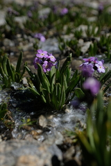 Primula macrophylla
