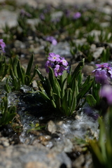 Primula macrophylla