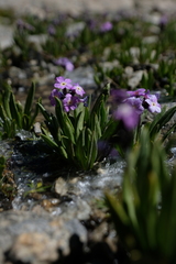 Primula macrophylla
