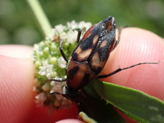 Macrosiagon octomaculata