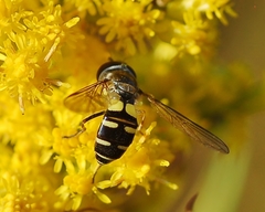 Melangyna fisherii