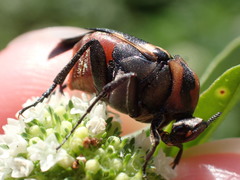 Macrosiagon octomaculata