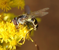 Melangyna fisherii