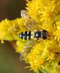 Melangyna fisherii