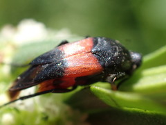 Macrosiagon cruenta
