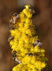 Melangyna fisherii