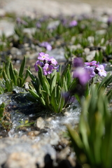 Primula macrophylla