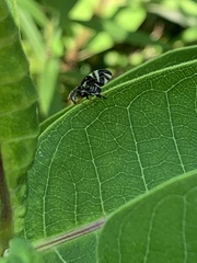Stenopa vulnerata