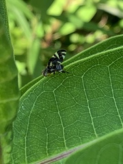 Stenopa vulnerata
