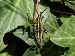 Taphronota calliparea