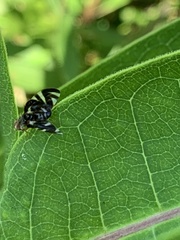 Stenopa vulnerata