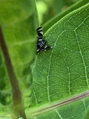 Stenopa vulnerata