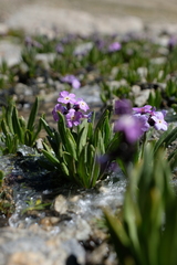 Primula macrophylla