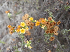 Heliotropium floridum