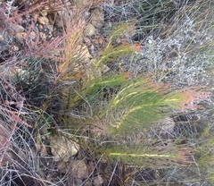 Protea subulifolia