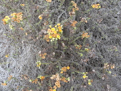 Heliotropium floridum