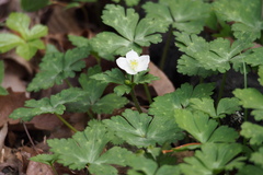 Anemonastrum flaccidum