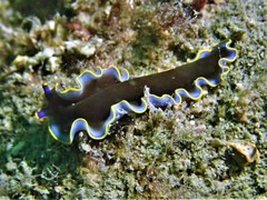 Pseudoceros prudhoei