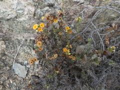 Heliotropium floridum