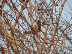 Sakesphorus canadensis