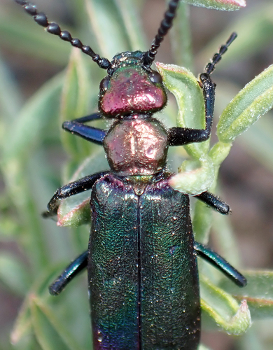 Nuttall's blister beetle