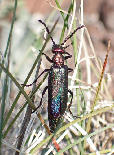 Nuttall's blister beetle