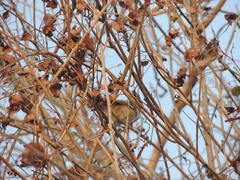 Sakesphorus canadensis