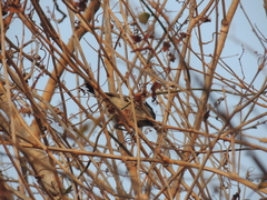 Sakesphorus canadensis
