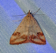 Pyrausta semirubralis