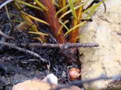 Protea subulifolia