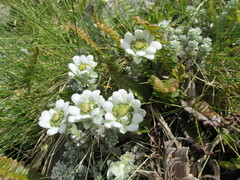 Leucogenes grandiceps