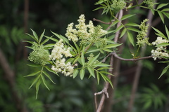 Sambucus sieboldiana