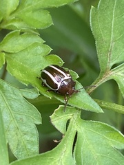 Zygogramma suturalis