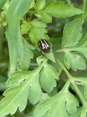 Zygogramma suturalis