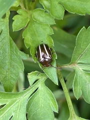 Zygogramma suturalis