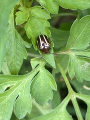 Zygogramma suturalis