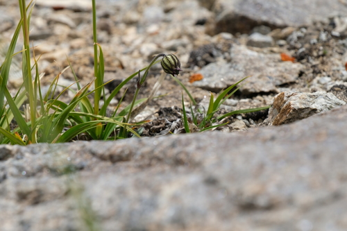 Himalayan Campion (Silene himalayensis)