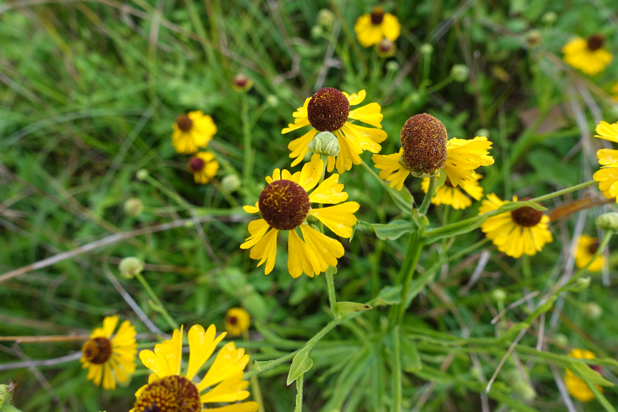 Helenium flexuosum