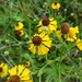 Helenium flexuosum - Photo 由 Lauren LeCroy May 所上傳的 (c) Lauren LeCroy May，保留部份權利CC BY-NC