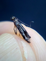 Conopomorpha cyanospila