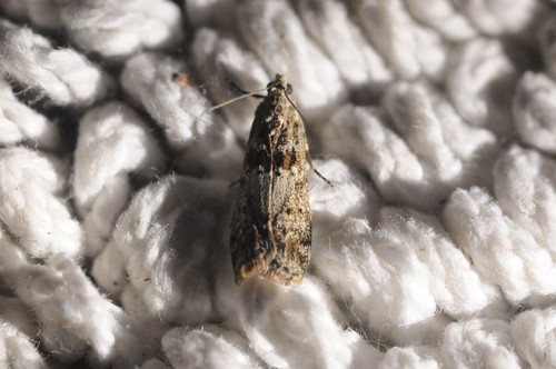 Sugarbeet Crown Borer Moth photo 3
