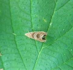 Grapholita tristrigana