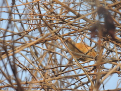 Sakesphorus canadensis