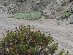 Gypothamnium pinifolium