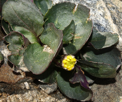 Senecio soldanella