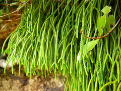 Phlegmariurus billardierei