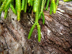 Phlegmariurus billardierei